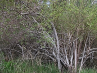 ova Gussonea-Rosa canina 20110529 177
